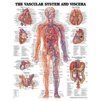 Vascular System Chart 20 w X 26 h