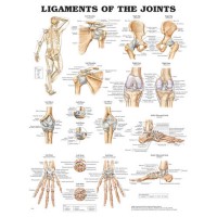 Ligaments of the Joints Chart 20 x26